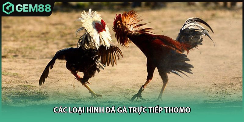 Các loại hình đá gà trực tiếp thomo