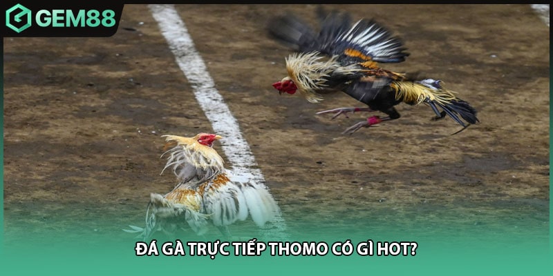 Đá gà trực tiếp thomo có gì hot?